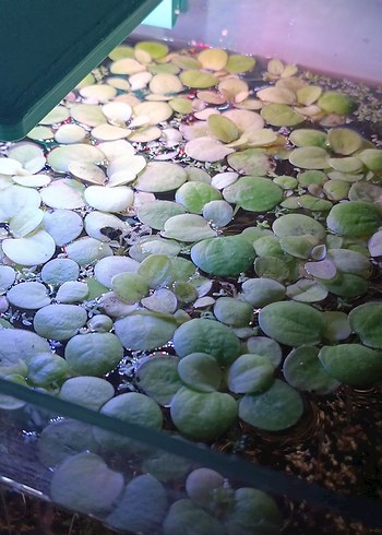  amazon frogbit Su Bitkisi