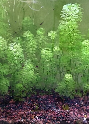 Sasiflora 10 adet akvaryum bitkisi
