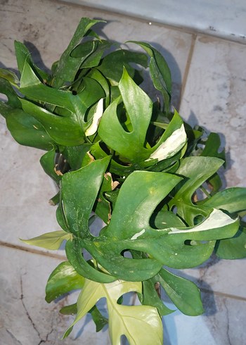 Rhaphidophora tetrasperma aurea