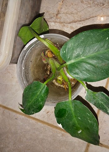 Beden yeşil Renk Rhaphidophora tetrasperma aurea