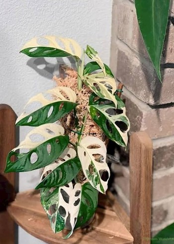Beyaz-Yeşil Variegated Monstera adansoni albo