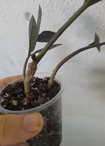 Siyah zamia