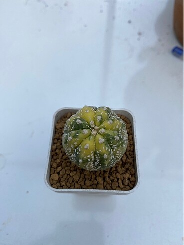 Astrophytum varigata kaktüs