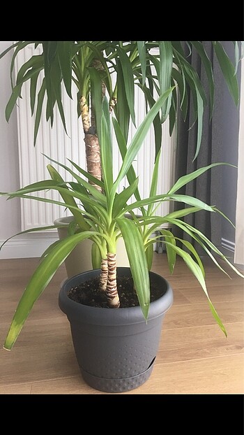 Ikea Yucca çiçeği