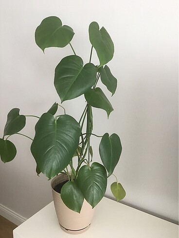 Monstera deve tabanı