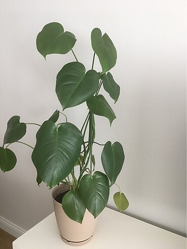 Beden Monstera deve tabanı