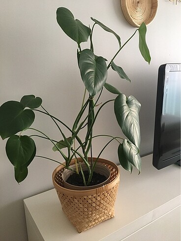 Monstera deve tabanı