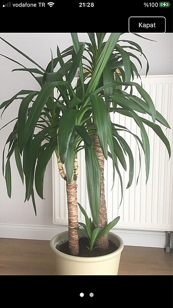 Yucca bitkisi