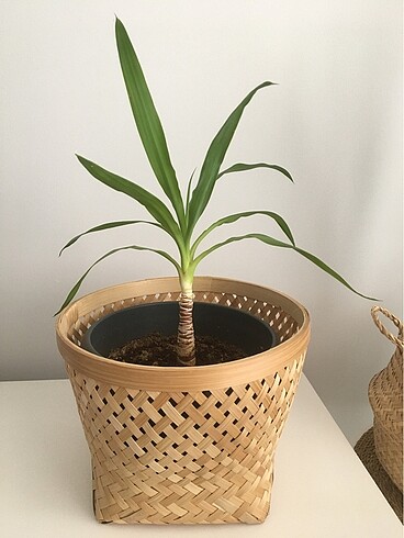 Ikea Yucca bitkisi
