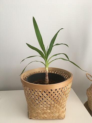  Beden Yucca bitkisi