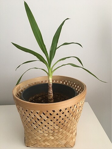  Beden yeşil Renk Yucca bitkisi