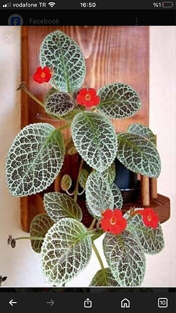Episcia (alev menekşesi) çiçeği