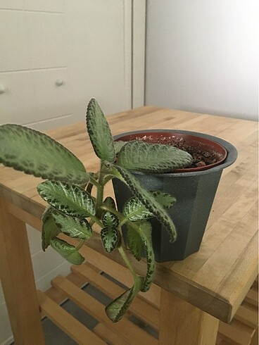 Beden Episcia (alev menekşesi) çiçeği
