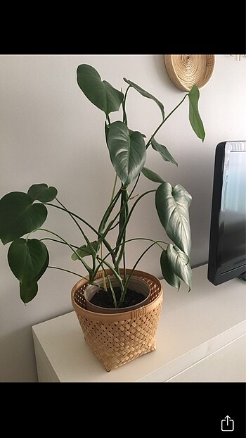 Monstera deve tabanı