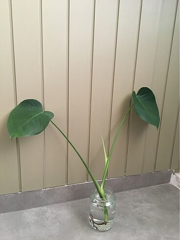 Diğer Monstera deve tabanı