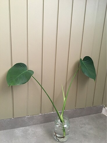 Beden Monstera deve tabanı