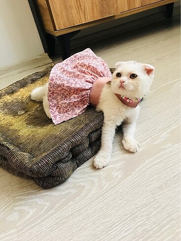 Kedi elbise
