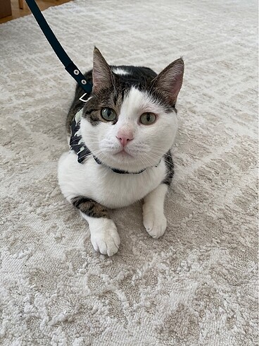 kedi tasması - Görsel 4