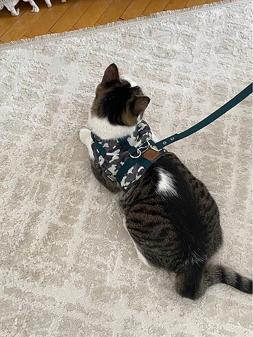 kedi tasması - Görsel 3