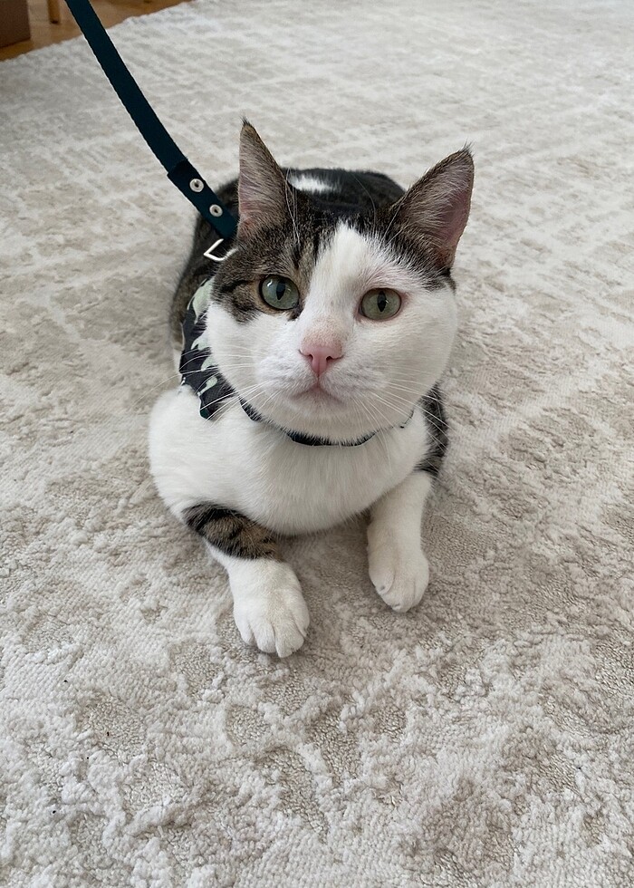 kedi tasması - Görsel 4