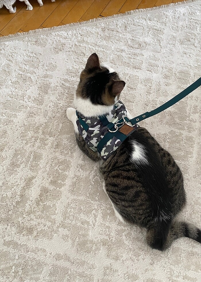 kedi tasması - Görsel 3