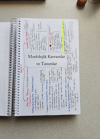 Beden Diş morfolojisi