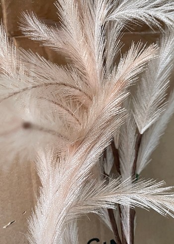 Pampas görünümlü dal - Görsel 4