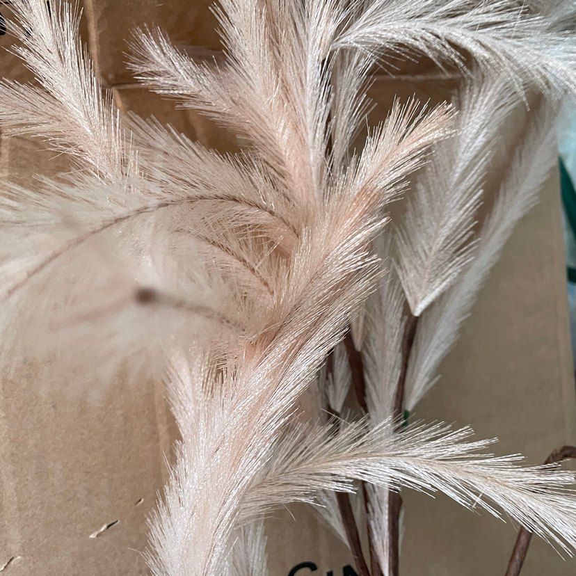 Pampas görünümlü dal - Görsel 4