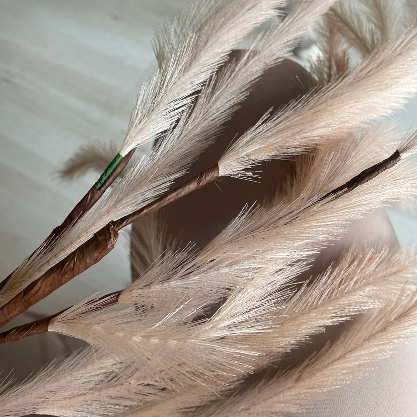 Pampas görünümlü dal - Görsel 2