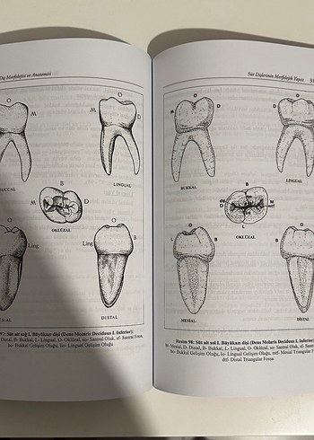 Diş Morfolojisi ve Anatomisi Kitabı - Görsel 3
