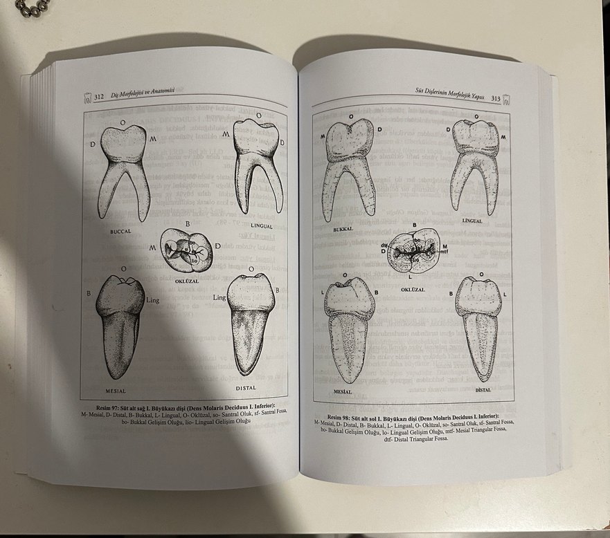 Diş Morfolojisi ve Anatomisi Kitabı - Görsel 3