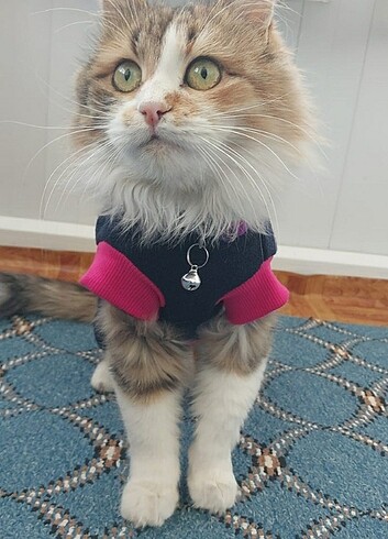  Kedi kıyafeti 