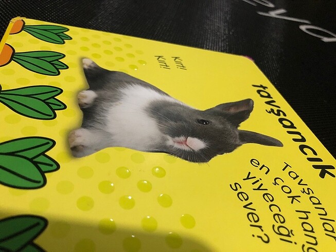 Beden Renk Dokun hisset kitap ciltli kalın sayfalar