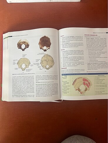 Diş hekimliği için anatominin temelleri - Görsel 7
