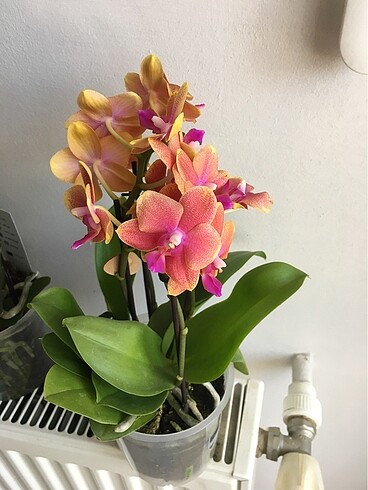 Özel tür orkide
