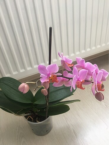 Diğer Özeltür Orkide