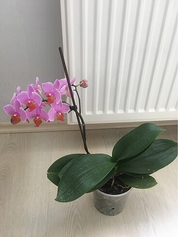  Beden Özeltür Orkide