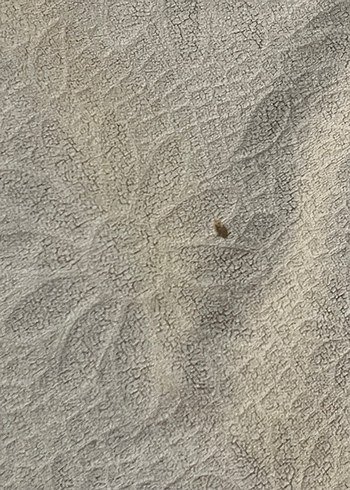 Bej krem karışımı Çiçek Desenli Yatak koltuk Örtüsü - Görsel 5