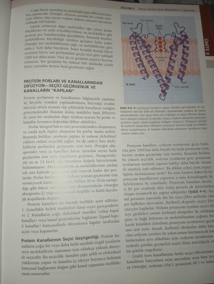 Guyton ve Hall Tıbbi Fizyoloji Kitabı 13. Baskı - Görsel 3