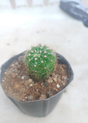 Renkli Yeşil Kaktüs Saksı Bitkisi - Görsel 3