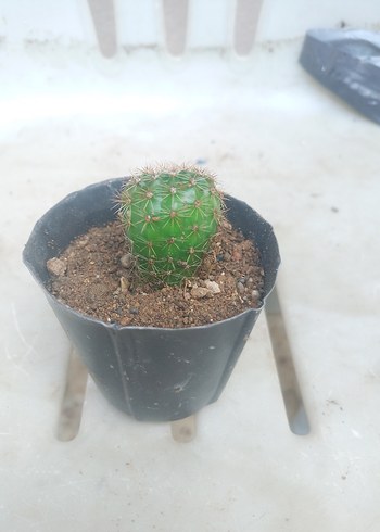 Renkli Yeşil Kaktüs Saksı Bitkisi - Görsel 2