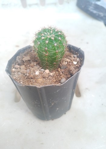 Renkli Yeşil Kaktüs Saksı Bitkisi - Görsel 4