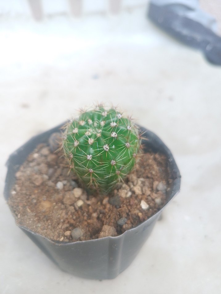 Renkli Yeşil Kaktüs Saksı Bitkisi - Görsel 3