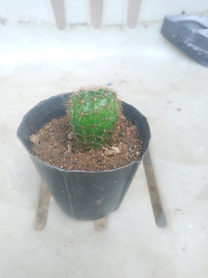 Renkli Yeşil Kaktüs Saksı Bitkisi - Görsel 2