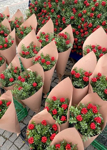 Parlak Kırmızı canlı kokina - Görsel 2