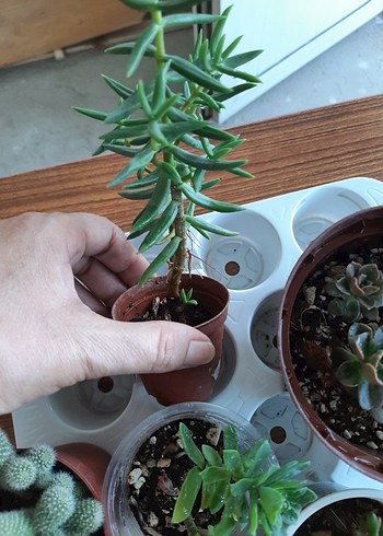 Beden yeşil Renk Kelepir sukulent kaktüs set