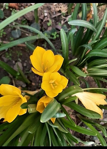 Göç göç çiçeği soğanı. Sternbergia 
