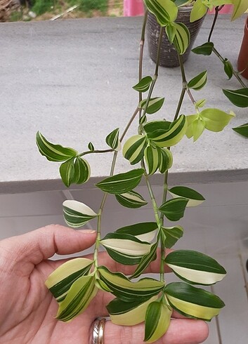 Beden yeşil Renk Telgraf çiçeği. Tradescantia variegata