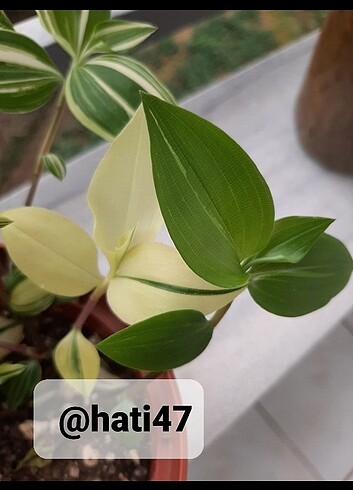 Tradescantia fluminensis variegata. Telgraf çiçeği