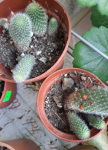Beden Rebutia kaktüs